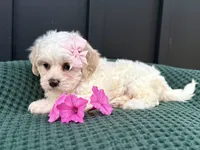Callie, a female Bichon Frise and Shih Tzu for sale in Beach City, OH – 2 of 10