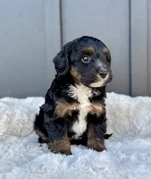 REO, a male Cavapoo for sale in Beach City, OH – 3 of 10