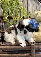 AKC Sawyer, a male Shih Tzu for sale in Beach City, OH – Photo 9 of 10