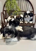AKC Sawyer, a male Shih Tzu for sale in Beach City, OH – Photo 8 of 10