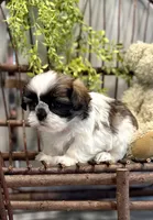 AKC Sawyer, a male Shih Tzu for sale in Beach City, OH – Photo 4 of 10