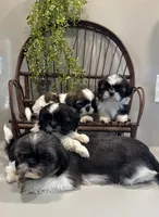 AKC Sawyer, a male Shih Tzu for sale in Beach City, OH – Photo 10 of 10