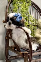 AKC Sawyer, a male Shih Tzu for sale in Beach City, OH – Photo 6 of 10