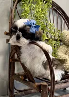 AKC Sawyer, a male Shih Tzu for sale in Beach City, OH – Photo 7 of 10