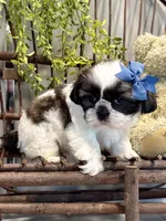 AKC Sawyer, a male Shih Tzu for sale in Beach City, OH – Photo 3 of 10