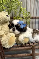 AKC Sawyer, a male Shih Tzu for sale in Beach City, OH – Photo 2 of 10