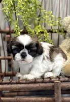 AKC Sawyer, a male Shih Tzu for sale in Beach City, OH – Photo 5 of 10