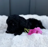 Sawyer , a male Miniature Goldendoodle for sale in Beach City, OH – 6 of 10
