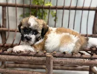 Nora, a female Bichon Frise and Shih Tzu for sale in Beach City, OH – 7 of 10
