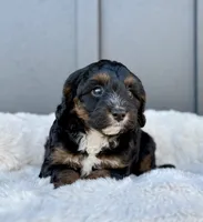 REO, a male Cavapoo for sale in Beach City, OH – 5 of 10