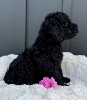 Sammy, a male Miniature Goldendoodle for sale in Beach City, OH – 7 of 9