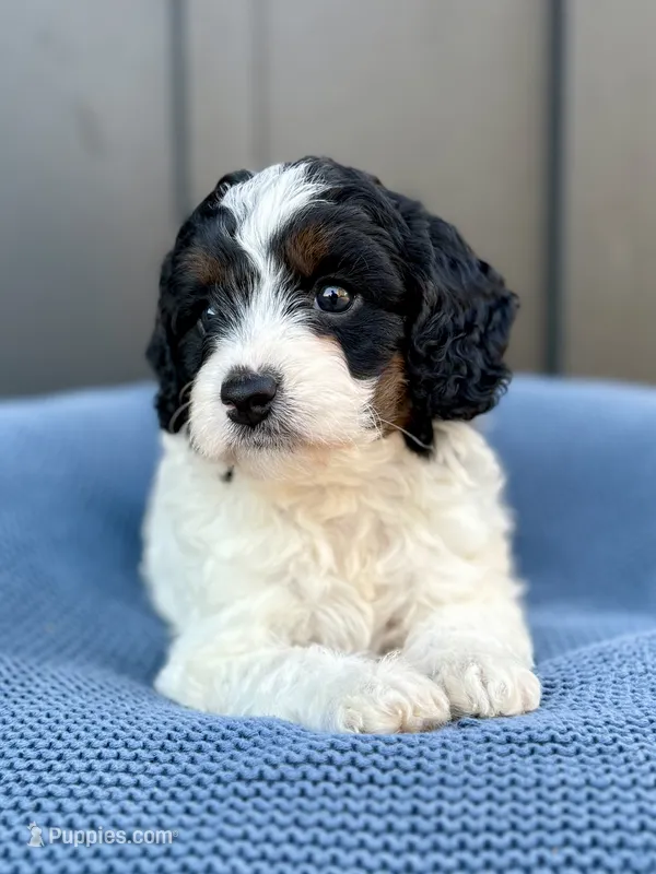 ROMEO – Cavapoo puppy for sale in Beach City, OH
