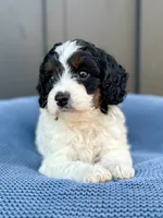 ROMEO, a male Cavapoo for sale in Beach City, OH – 1 of 10
