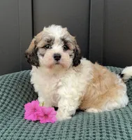 Cody, a male Bichon Frise and Shih Tzu for sale in Beach City, OH – 3 of 9