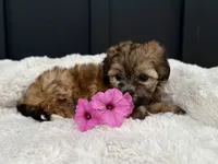 Olivia, a female Bichon Frise and Shih Tzu for sale in Beach City, OH – 5 of 9