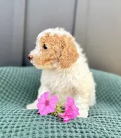 Sophie, a female Miniature Goldendoodle for sale in Beach City, OH – 3 of 10
