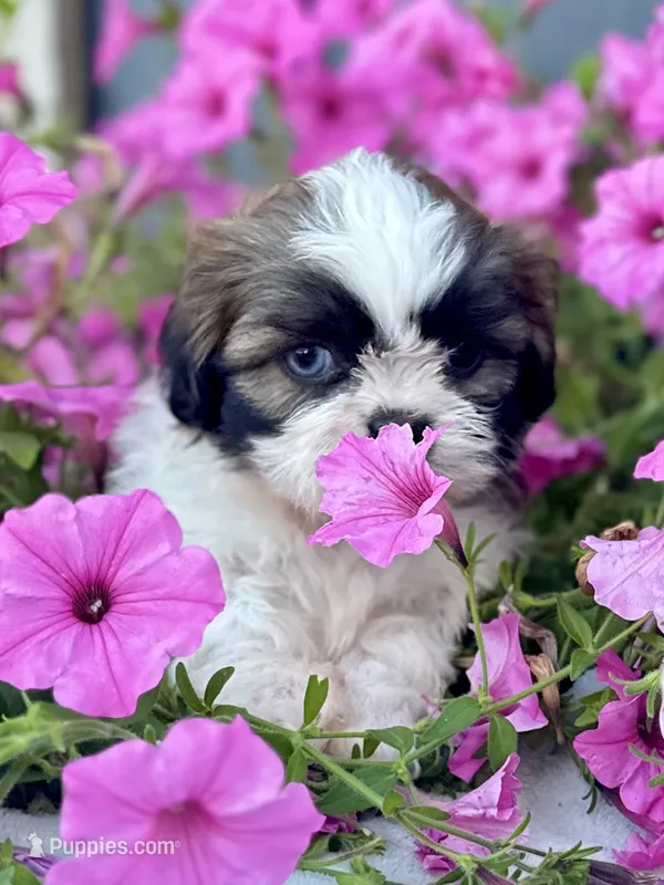 AKC Dallas – Shih Tzu puppy for sale in Beach City, OH