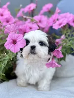 AKC Dixie, a female Shih Tzu for sale in Beach City, OH – 5 of 10