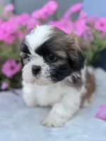 AKC Dallas, a male Shih Tzu for sale in Beach City, OH – 7 of 9