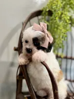 Nancy, a female Bichon Frise and Shih Tzu for sale in Beach City, OH – 4 of 10