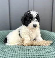 Sadie, a female Miniature Goldendoodle for sale in Beach City, OH – 4 of 9