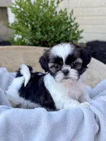 AKC Lyla, a female Shih Tzu for sale in Beach City, OH – 1 of 10