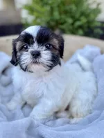 AKC Leo, a male Shih Tzu for sale in Beach City, OH – 3 of 10