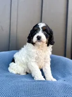 ROMEO, a male Cavapoo for sale in Beach City, OH – 2 of 10