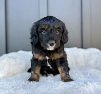 ROSCO, a male Cavapoo for sale in Beach City, OH – 4 of 10