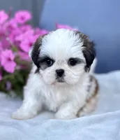 AKC Dixie, a female Shih Tzu for sale in Beach City, OH – 1 of 10