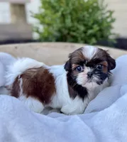 AKC Letti, a female Shih Tzu for sale in Beach City, OH – 6 of 10