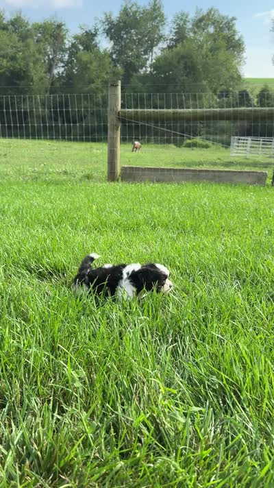 Nella, a female Bichon Frise and Shih Tzu for sale in Beach City, OH – 9 of 10