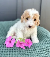 Sophie, a female Miniature Goldendoodle for sale in Beach City, OH – 5 of 10