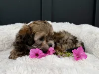 Alaina, a female Bichon Frise and Shih Tzu for sale in Beach City, OH – 2 of 10