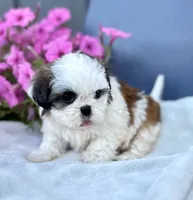 AKC Dixie, a female Shih Tzu for sale in Beach City, OH – 2 of 10