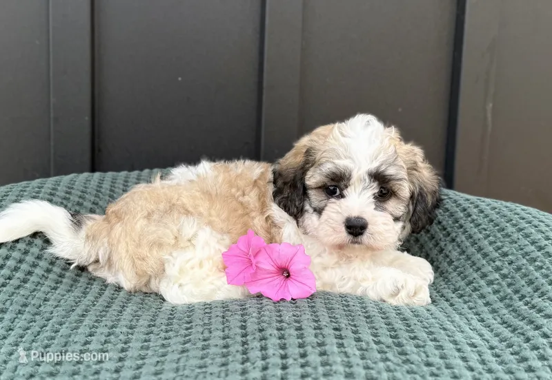 Cody – Bichon Frise, Shih Tzu puppy for sale in Beach City, OH