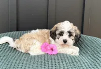 Cody, a male Bichon Frise and Shih Tzu for sale in Beach City, OH – 5 of 9