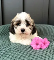 Cody, a male Bichon Frise and Shih Tzu for sale in Beach City, OH – 8 of 9