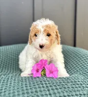 Sophie, a female Miniature Goldendoodle for sale in Beach City, OH – 7 of 10
