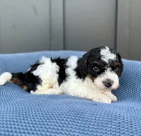 REX, a male Cavapoo for sale in Beach City, OH – 6 of 10
