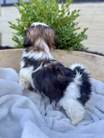 AKC Lyla, a female Shih Tzu for sale in Beach City, OH – 7 of 10