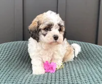 Cody, a male Bichon Frise and Shih Tzu for sale in Beach City, OH – 2 of 9
