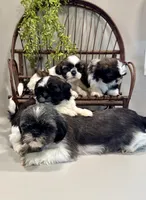 AKC Sammi, a male Shih Tzu for sale in Beach City, OH – Photo 5 of 10