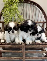 AKC Sammi, a male Shih Tzu for sale in Beach City, OH – Photo 7 of 10