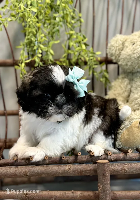AKC Sammi – Shih Tzu puppy for sale in Beach City, OH