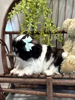 AKC Sammi, a male Shih Tzu for sale in Beach City, OH – Photo 3 of 10