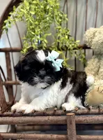 AKC Sammi, a male Shih Tzu for sale in Beach City, OH – Photo 6 of 10
