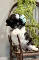 AKC Sammi, a male Shih Tzu for sale in Beach City, OH – Photo 2 of 10