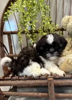 AKC Sammi, a male Shih Tzu for sale in Beach City, OH – Photo 10 of 10