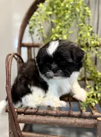 AKC Sammi, a male Shih Tzu for sale in Beach City, OH – Photo 9 of 10
